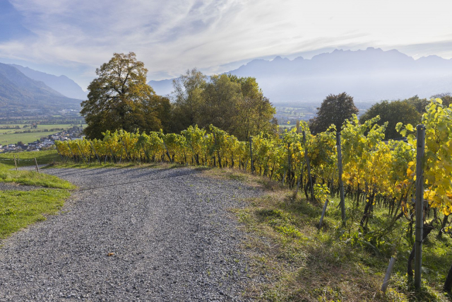 Weinberg in Eschen