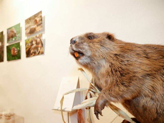 Ausstellung Rainer und Jürgen Kühnis